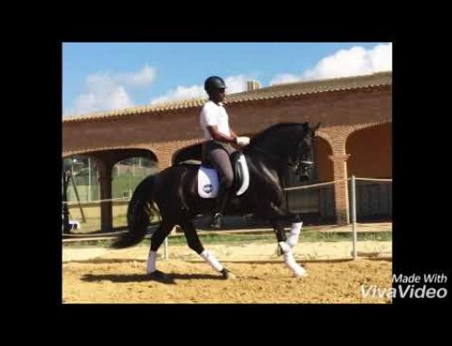 Black dressage stallion