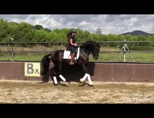 2013 PRE dressage gelding for sale