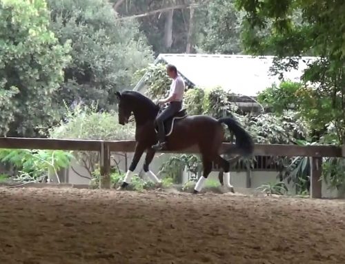 2011 top class grand prix donnerhall mare for sale.