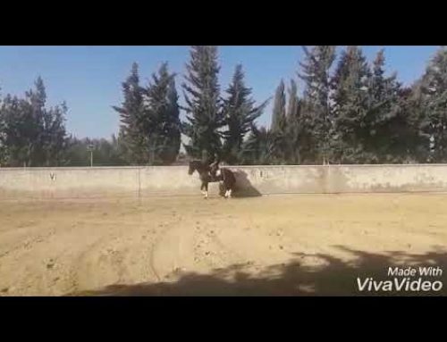 2011 PRE stallion working all PSG movements. More video available on request.