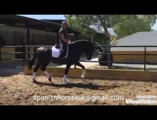 Big, baroque PRE stallion born 2015 for sale