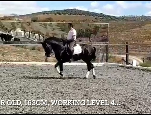 6 year old PRE, working level 4.